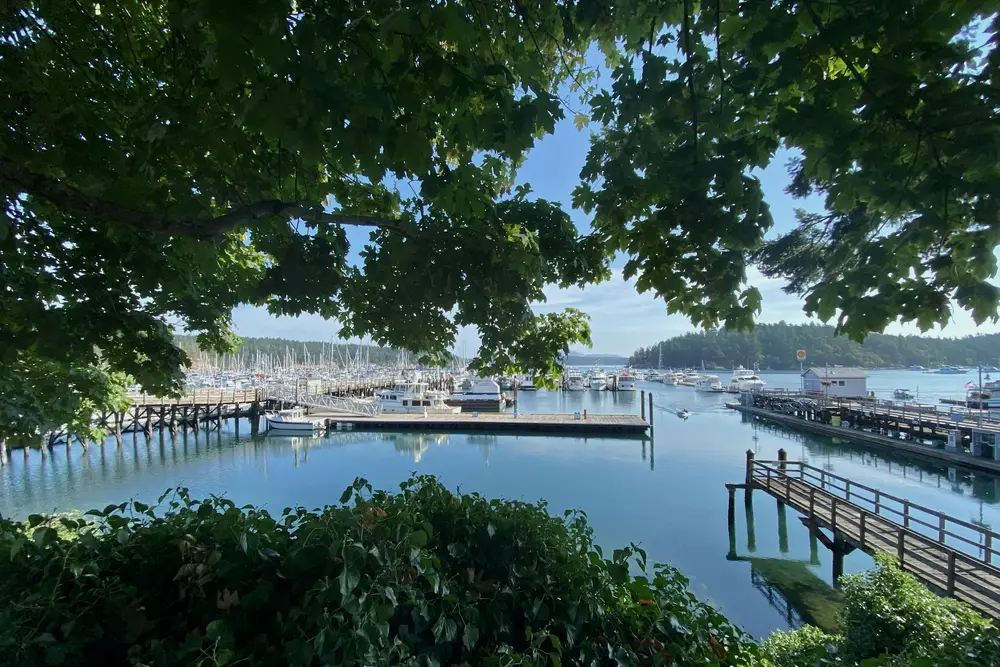 Calm harbor with docks seen through evergreen branches