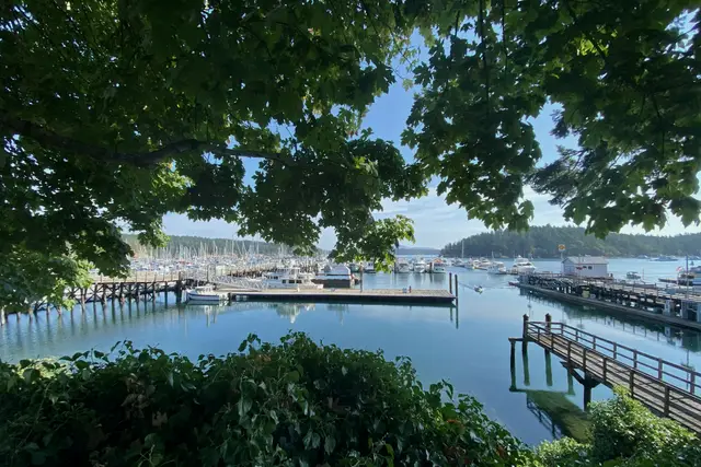 Calm harbor with docks seen through evergreen branches