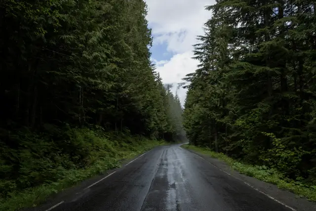 Wet two-lane road through tall evergreen forest